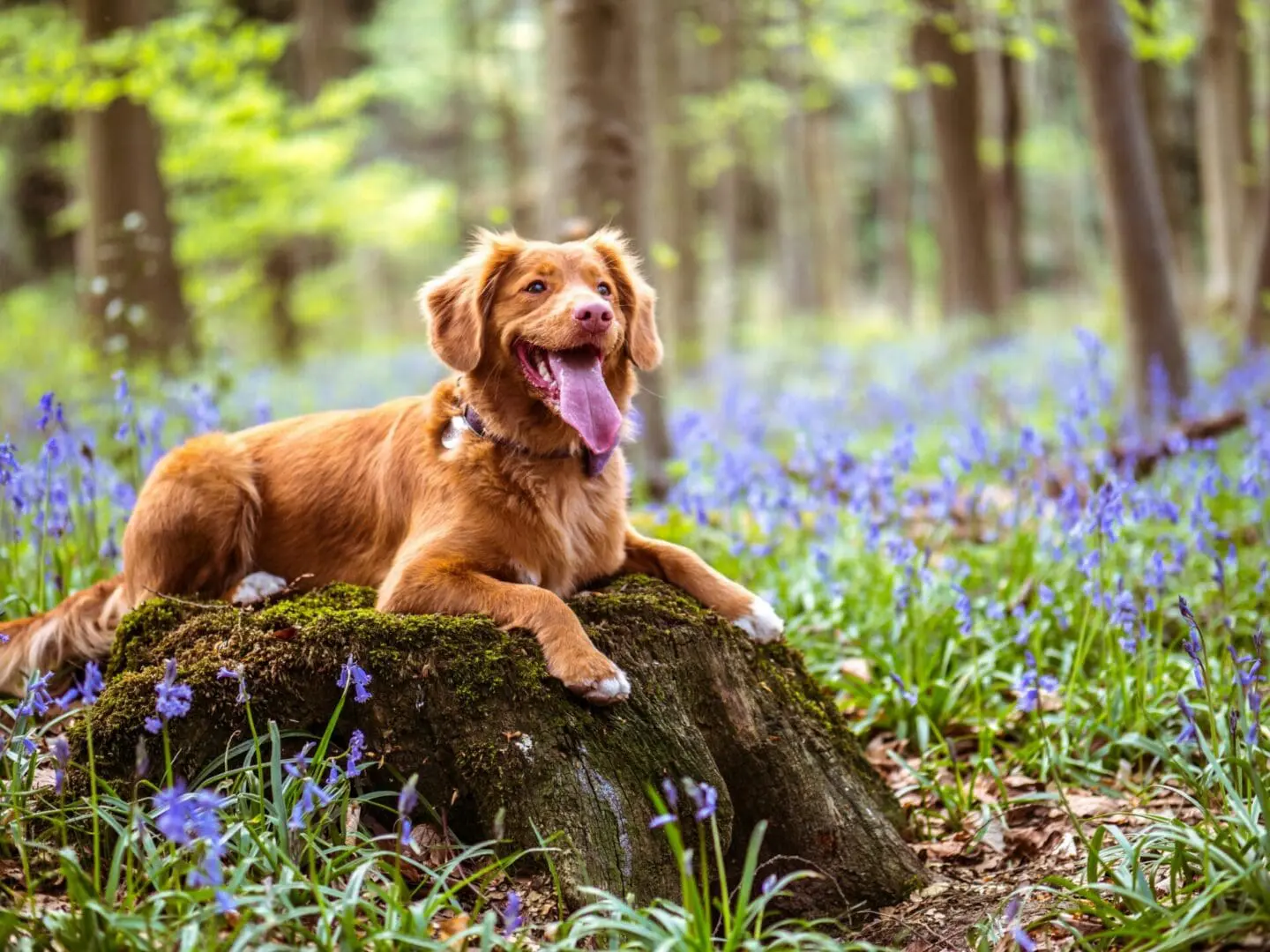 we are a pet friendly cleaning company