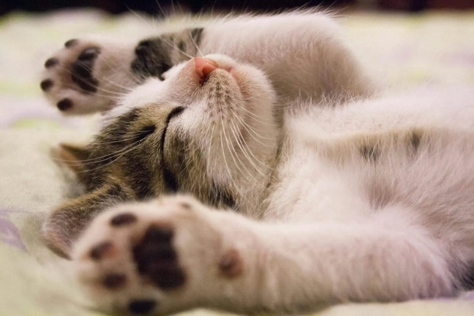 we are a pet friendly cleaning company