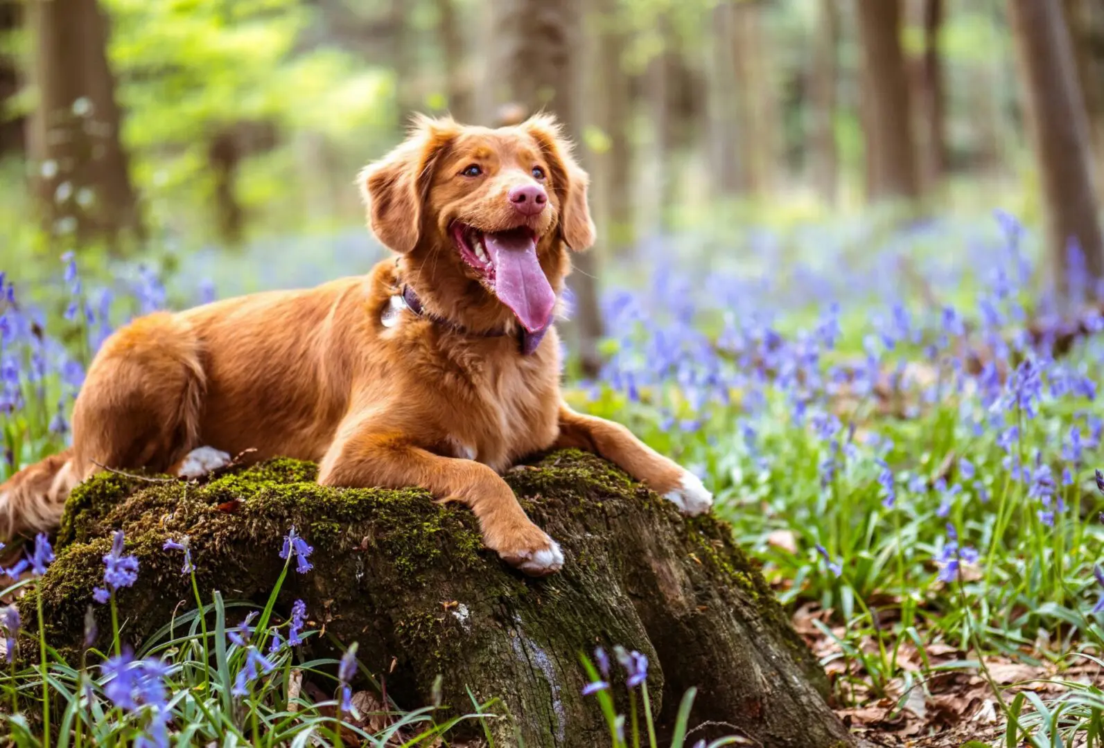 ate brown Labrador retriever lying on moss covered rock in woods